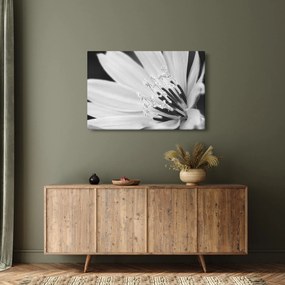 Obraz - Čiernobiely kvet (90x60 cm)