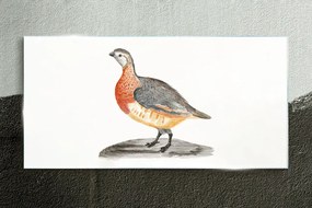 Obraz na skle Kreslenie zvierat vták