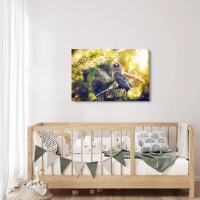 Obraz sovy na strome (90x60 cm)