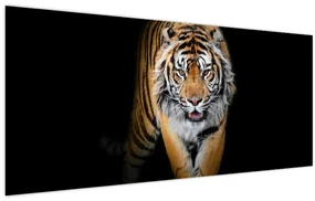 Obraz - Tiger (120x50 cm)