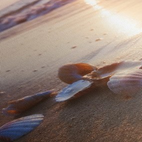 Obraz - Mušle (120x50 cm)