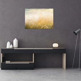 Sklenený obraz - Pole na jeseň (70x50 cm)