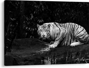 Obraz - Tiger albín, čiernobiely (70x50 cm)