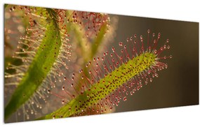 Obraz rastliny (120x50 cm)
