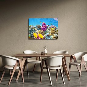 Obraz - Morský svet (70x50 cm)