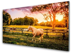 Obraz na skle Kôň lúka zvieratá 120x60 cm