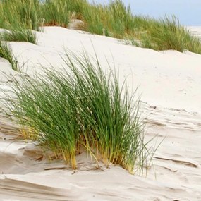 Ozdobný paraván Plážové duny tráva - 145x170 cm, štvordielny, obojstranný paraván 360°