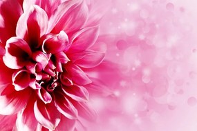 Samolepiaca tapeta ružový kvet - 300x200