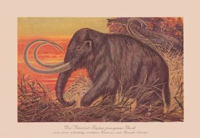 Ilustrácia Woolly mammoth , chromolithograph, published in, ZU_09