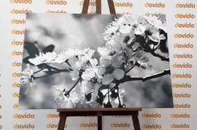Obraz čerešňový kvet v čiernobielom prevedení - 90x60