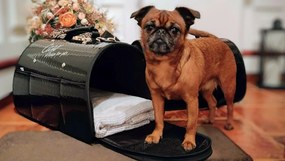 Prepravná taška pre mačky a psov Black Diamond 50×27×26 cm