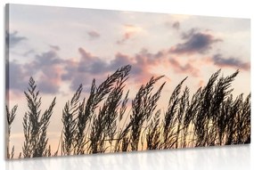 Obraz steblá poľnej trávy Varianta: 120x80
