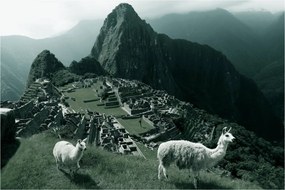 Obraz - Lamy na Machu Picchu v Peru (90x60 cm)