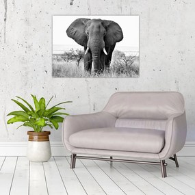 Sklenený obraz - Slon africký II. (70x50 cm)