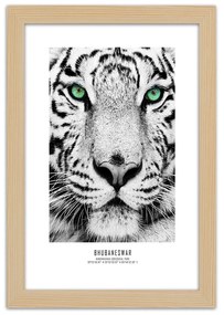 Gario Plagát Biely tiger Farba rámu: Bez rámu, Rozmery: 30 x 45 cm