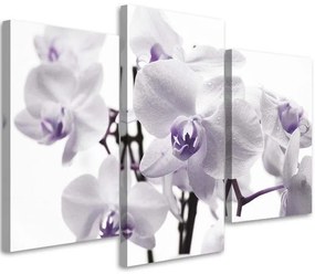 Gario Obraz na plátne Biela fialová orchidea - 3 dielny Rozmery: 60 x 40 cm