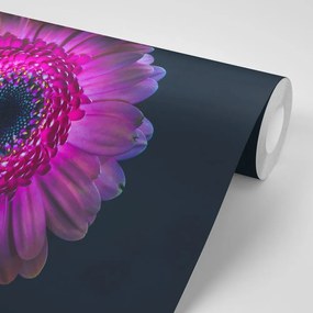 Tapeta purpurová gerbera