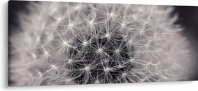 Obraz púpavy (120x50 cm)