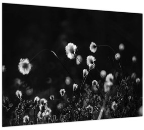 Sklenený obraz - Lúka s cottongrass N⁰1 (70x50 cm)