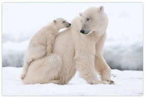 Obraz - Ľadové medvede (90x60 cm)