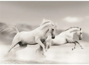Obraz Decopanel White Horses 50x70 cm