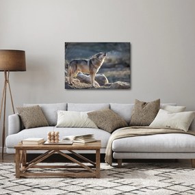 Obraz - Vyjúci vlk (70x50 cm)