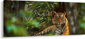 Obraz odpočívajúceho tigra (120x50 cm)