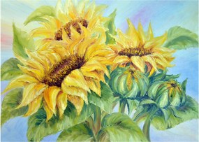 Obraz rozkvitnutých slnečníc (70x50 cm)