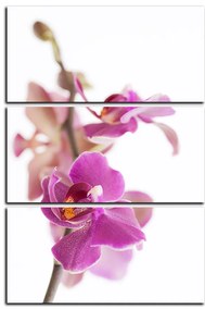 Obraz na plátne - Orchidea kvet izolovaná na bielom pozadí - obdĺžnik 7222B (105x70 cm)