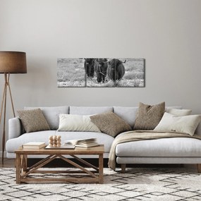 Obraz - Škótske kravy (s hodinami) (90x30 cm)