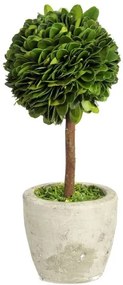 Buxus na kmienku v kvetináči - Ø10 * 24 cm