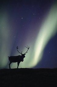 Fotografia Caribou bull  and Aurora Borealis,, Johnny Johnson