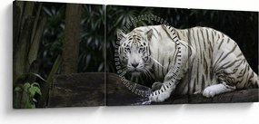 Obraz - Tiger albín (s hodinami) (90x30 cm)