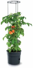 Kvetináč na pestovanie paradajok TOMATO GROWER antracit 29,5 cm (max. výška: 115,2 cm)