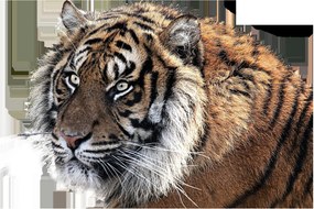 Obraz tigra (90x60 cm)