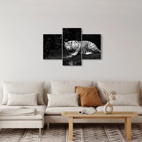 Obraz - Tiger albín, čiernobiely (90x60 cm)