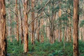 Fotografia Forest of Eucalyptus Trees, Grant Faint