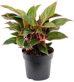 Aglaonema Jungle Red 19x40 cm