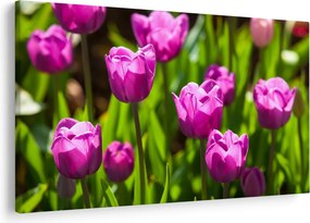 Obraz tulipánov na lúke (90x60 cm)