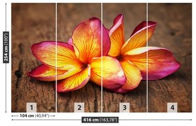 Fototapeta Vliesová Plumeria wood 250x104 cm