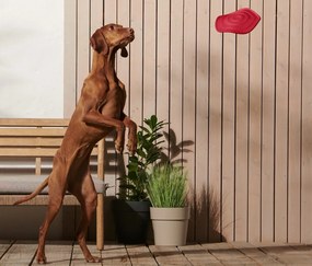 Lietajúci disk pre psy