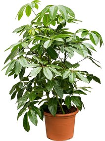 Schefflera actinophylla 'Amate' tuft 40x150 cm