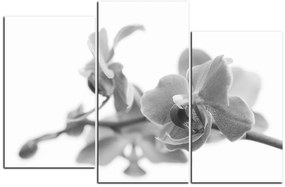 Obraz na plátne - Orchidea kvet izolovaná na bielom pozadí 1222QD (120x80 cm)