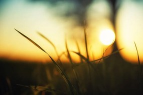 Samolepiaca fototapeta zapadajúce slnko v tráve - 150x100