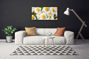 Obraz Canvas Kvety sedmokráska príroda 100x50 cm