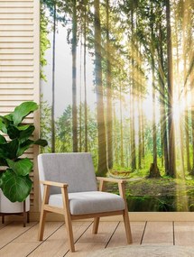 Gario Fototapeta Popoludňajšie slnko v lese Materiál: Vliesová, Rozmery: 150 x 210 cm
