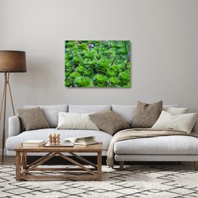 Sklenený obraz sukulentov (70x50 cm)
