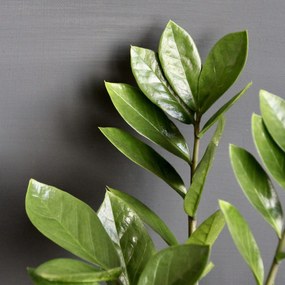 Zamioculcas Zamiifolia