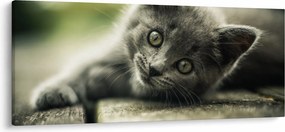 Obraz mačiatka (120x50 cm)
