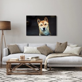 Obraz psa (90x60 cm)